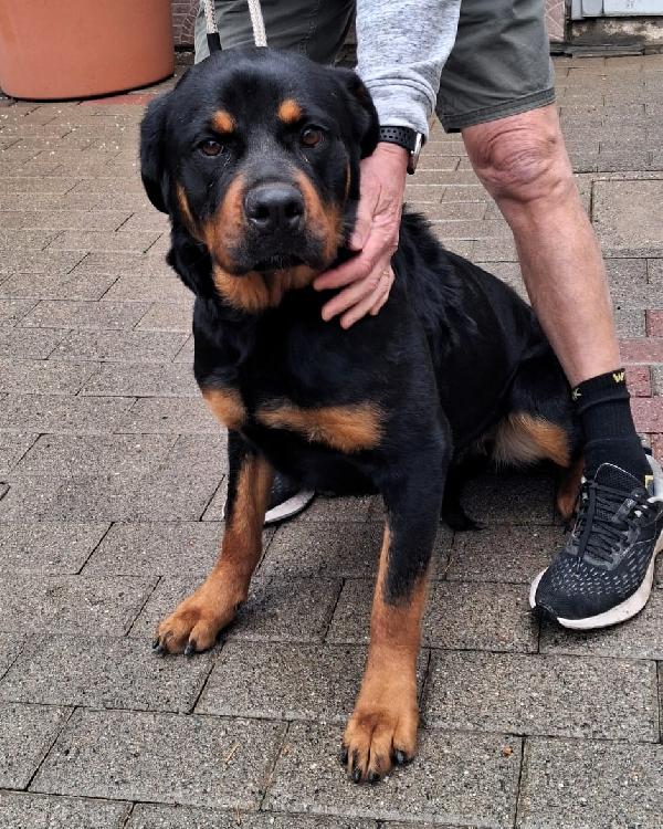 Luna Bellissima Rott